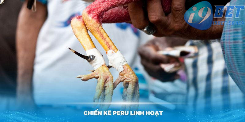 Chiến kê Peru với độ linh hoạt và chịu đòn tốt