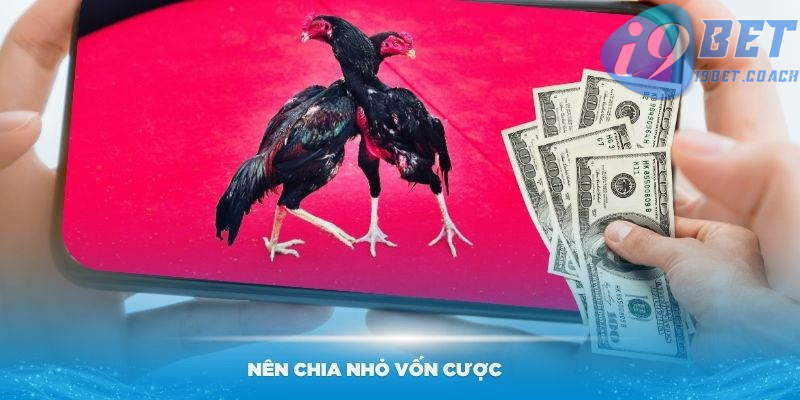 Nên chia nhỏ vốn cược để cược trực tiếp đá gà C1 chuẩn hơn