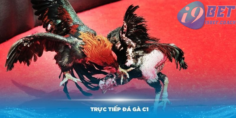 Đôi nét về hình thức trực tiếp đá gà C1 hấp dẫn